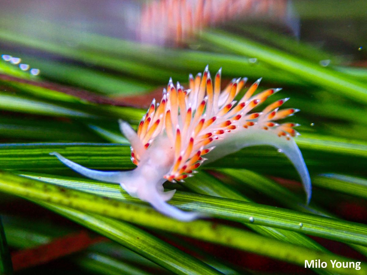 A white, orange, and red nudibranch underwater on green surfgrass.